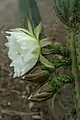 Trichocereus macrogonus var. macrogonus flower and buds side view