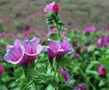 Plant with bright green leaves and trumpet-shaped pink flowers