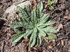 Viper's bugloss