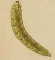 Larva