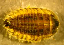 Dorsal view of brown Ectopria beetle with yellow outer shell