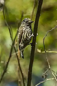 Ecuadorian piculet