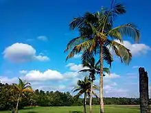 A view of paddy field from Edappal, Ponnani taluk, Malappuram district