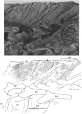 Photograph and interpretive drawing of a part of the neck region of the mummy