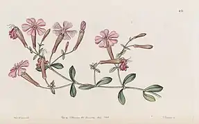 Illustration (1846)