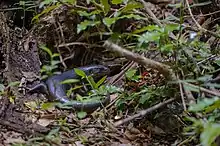 A Black Rock Skink at Binna Burra, Queensland National Park