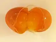 Double-yolk egg - opened