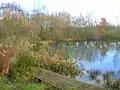 The old fish pond in the Bull Park.