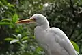 Egret at KL Bird Park, Kuala Lumpur, Malaysia.