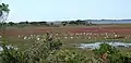 Egrets in Assateague's marshes