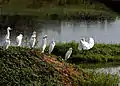 Egret landing on an island