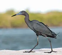 Garza azul(Egretta caerulea)