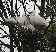 feeding juvenile