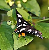 An adult A.octomaculata showing off its orange, pollen like, legs.