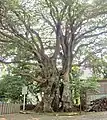 This big Elaeocarpus sylvestris tree is located in Hihayo Tenjin Shrine, Ito city, Shizuoka Prefecture, Japan. It's Japan biggest Elaeocarpus sylvestris.