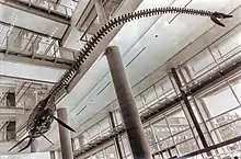 Gray skeleton with a long neck hanging form a ceiling