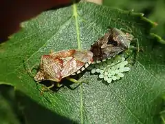 Elasmucha grisea with eggs