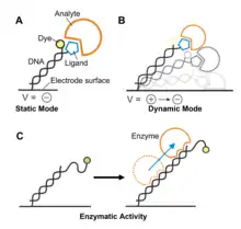 The image shows a schematic depiction of the static measurement mode, in which the electrode potential is negative and the DNA molecule is in an upright position. Additionally, it shows the dynamic measurement mode with an oscillating DNA molecule due to an alternating potential being applied to the electrode. Thirdly, it shows a DNA molecule that is elongated by an enzyme, whereby the distance of the dye from the electrode surface increases.