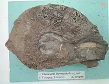 Eleniceras stevrecensis sp. nov., Lower Hauterivian, Stevrek, (Coll. St. Breskovski) at the Sofia University Museum of Paleontology and Historical Geology