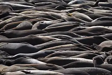 Northern elephant seals at Piedras Blancas, California