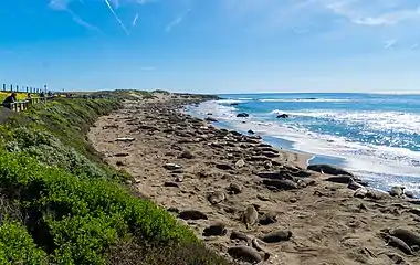 Northern elephant seals on Piedras Blancas beach, near San Simeon, California