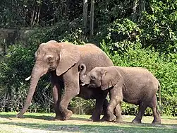 Elephants at the Kilimanjaro Safari.