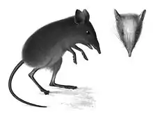 Drawing of gray elephant shrew