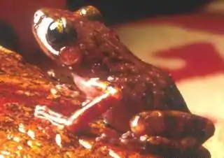 A brownish-red frog