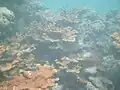 Endangered elkhorn coral (Acropora palmata) alive at Looe Key in July 2010.