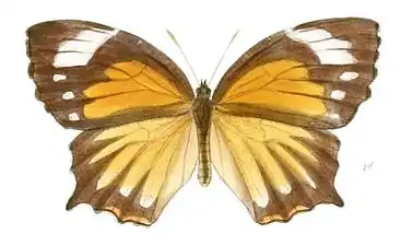 Dorsal view (female)