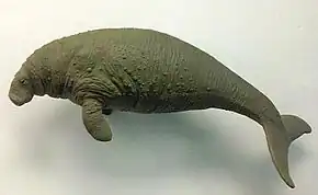 Side view of a brown-green dugong. It is similar to a manatee, in that the head is pointed downwards, the eyes are small, and the body is stocky. The arms are perpendicular to the body and bend backwards toward the tail. There are no fingernails. The tail is knotched, much like a dolphin tail.