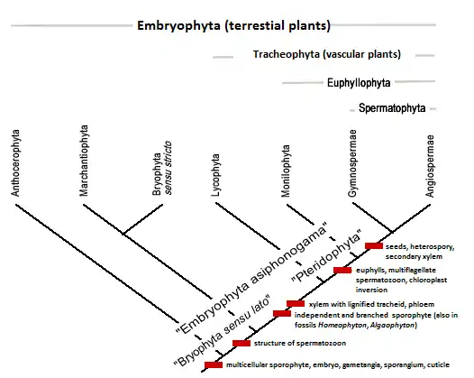 Phylogenetic tree of groups of Embryophytes according to Engler