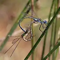 Mating