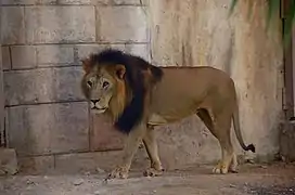 Lion