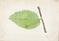 Emma Beach Thayer - Jagged Leaf Edge Caterpillar, study for book Concealing Coloration in the Animal Kingdom