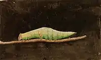 Emma Beach Thayer - Larger Spotted Beach Leaf Edge Caterpillar, study for book Concealing Coloration in the Animal Kingdom