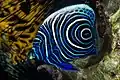 Close up of Juvenile Emperor angelfish at Marsa Alam Egypt, 2014