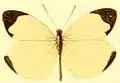 E. l. aphrodite male