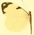 E. m. melite female