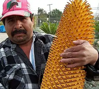 Male cone of Encephalartos woodii compared to a human