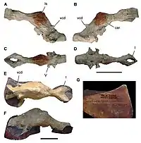 Endocast of the lost C. saharicus skull.