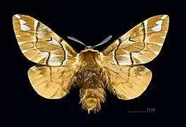 Male dorsal side, MHNT