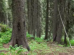 Forest floor under Engelmann spruces