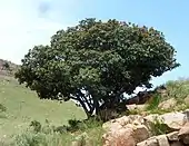 shrubby trees on a hillside