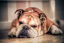 Image 66One of Britain's oldest indigenous breeds, the Bulldog is known as the national dog of Great Britain. (from Culture of the United Kingdom)