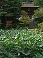 Lotus pond at Enjo-ji, a Heian period paradise garden (12th century)