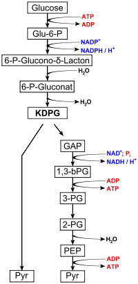 Figure 2: Entner- Doudoroff pathway