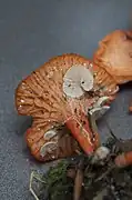 Entoloma parasiticum on Cantharellus fruit body, USA