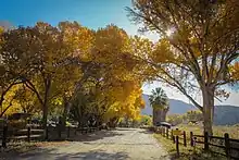 Towering trees bathed in sunlight along a road that leads into the Big Morongo Canyon Preserve