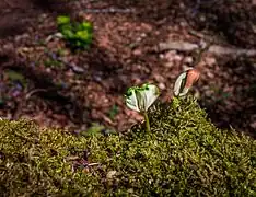 Seedlings